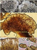 Diploicia canescens image