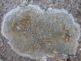 Caloplaca cerina image