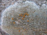 Caloplaca cerina image