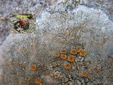 Caloplaca cerina image