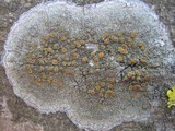 Caloplaca cerina image