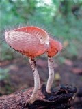 Cookeina tricholoma image