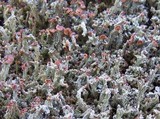 Cladonia ramulosa image