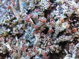 Cladonia ramulosa image