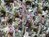 Cladonia ramulosa image
