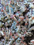 Cladonia ramulosa image