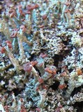 Cladonia ramulosa image