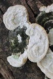 Trametes gibbosa image