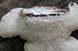 Trametes gibbosa image