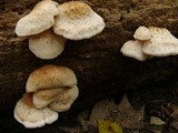 Lentinellus ursinus image