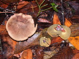 Boletus chrysenteron image