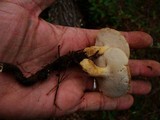 Polyporus radicatus image