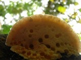 Climacocystis borealis image