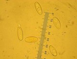 Gyromitra infula image