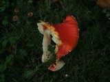 Amanita amerimuscaria image