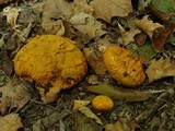 Calvatia rubroflava image