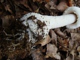 Amanita polypyramis image
