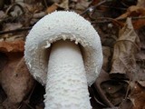 Amanita polypyramis image