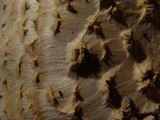 Amanita ravenelii image