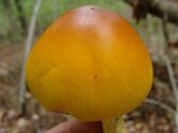 Amanita arkansana image