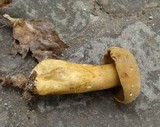 Tylopilus tabacinus image