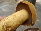 Tylopilus tabacinus image