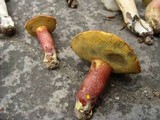 Boletochaete bicolor image