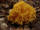 Ramaria formosa image