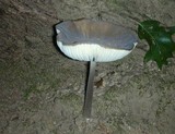 Oudemansiella furfuracea image