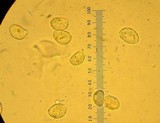 Oudemansiella furfuracea image