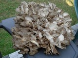 Grifola frondosa image