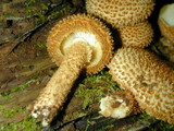 Leucopholiota decorosa image