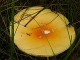 Amanita amerimuscaria image