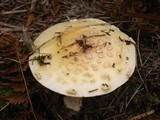 Amanita amerimuscaria image
