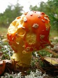Amanita amerimuscaria image