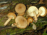 Leucopholiota decorosa image