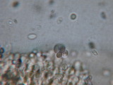 Leucopholiota decorosa image