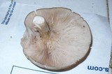 Entoloma abortivum image