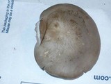 Entoloma abortivum image