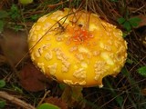 Amanita amerimuscaria image