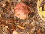 Boletus regius image