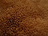 Spongipellis unicolor image