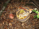 Boletus regius image