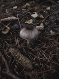 Leucocoprinus badhamii image