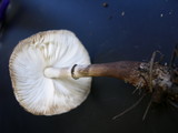 Leucocoprinus badhamii image