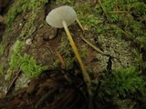 Strobilurus trullisatus image