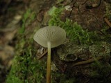Strobilurus trullisatus image