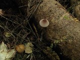 Mycena purpureofusca image