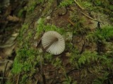 Mycena purpureofusca image