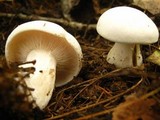Clitocybe robusta image